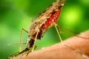 مهم‌ترین سلاح مبارزه با مالاریا چیست؟
