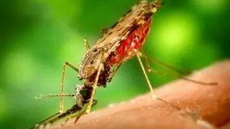 مهم‌ترین سلاح مبارزه با مالاریا چیست؟
