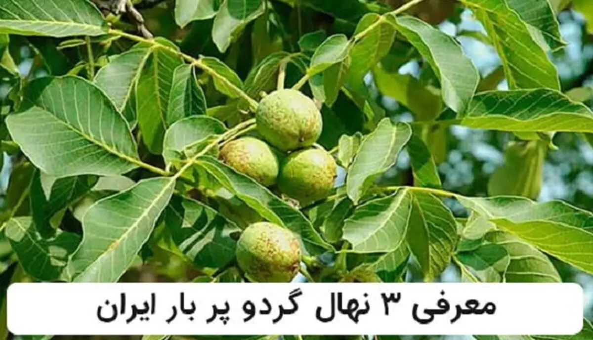 معرفی 3 رقم از نهال های گردو پر بار ایران:
