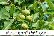 معرفی 3 رقم از نهال های گردو پر بار ایران:
