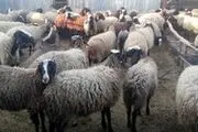زنگ خطر صنعت دامپروری به صدا در آمد