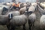 واردات ۹۰ هزار راس گوسفند زنده بزودی