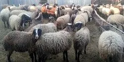 واردات ۹۰ هزار راس گوسفند زنده بزودی