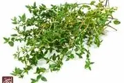 خواص آویشن برای سلامت و درمان انوع بیماری ها