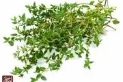 خواص آویشن برای سلامت و درمان انوع بیماری ها