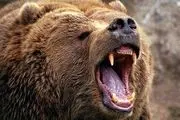 خرس قهوه‌ای در ارتفاعات ساری/ عکس