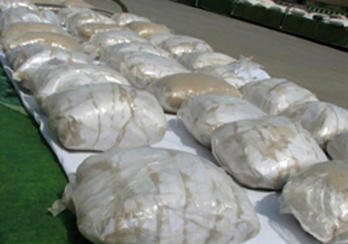 درختی از جنس تریاک