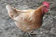این مرغ‌ها با مهمانان احوالپرسی می‌کنند +تصاویر 