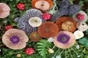 با خواص اعجاب انگیز قارچ های جادویی آشنا شوید