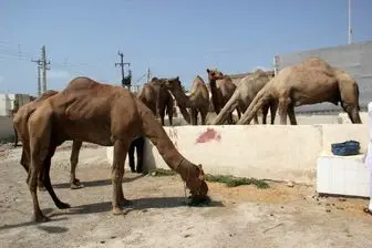 
توقیف کامیون با شترهای قاچاق 800 میلیونی
