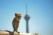 
پیروز دیالیز شد/مادرش باردار است

