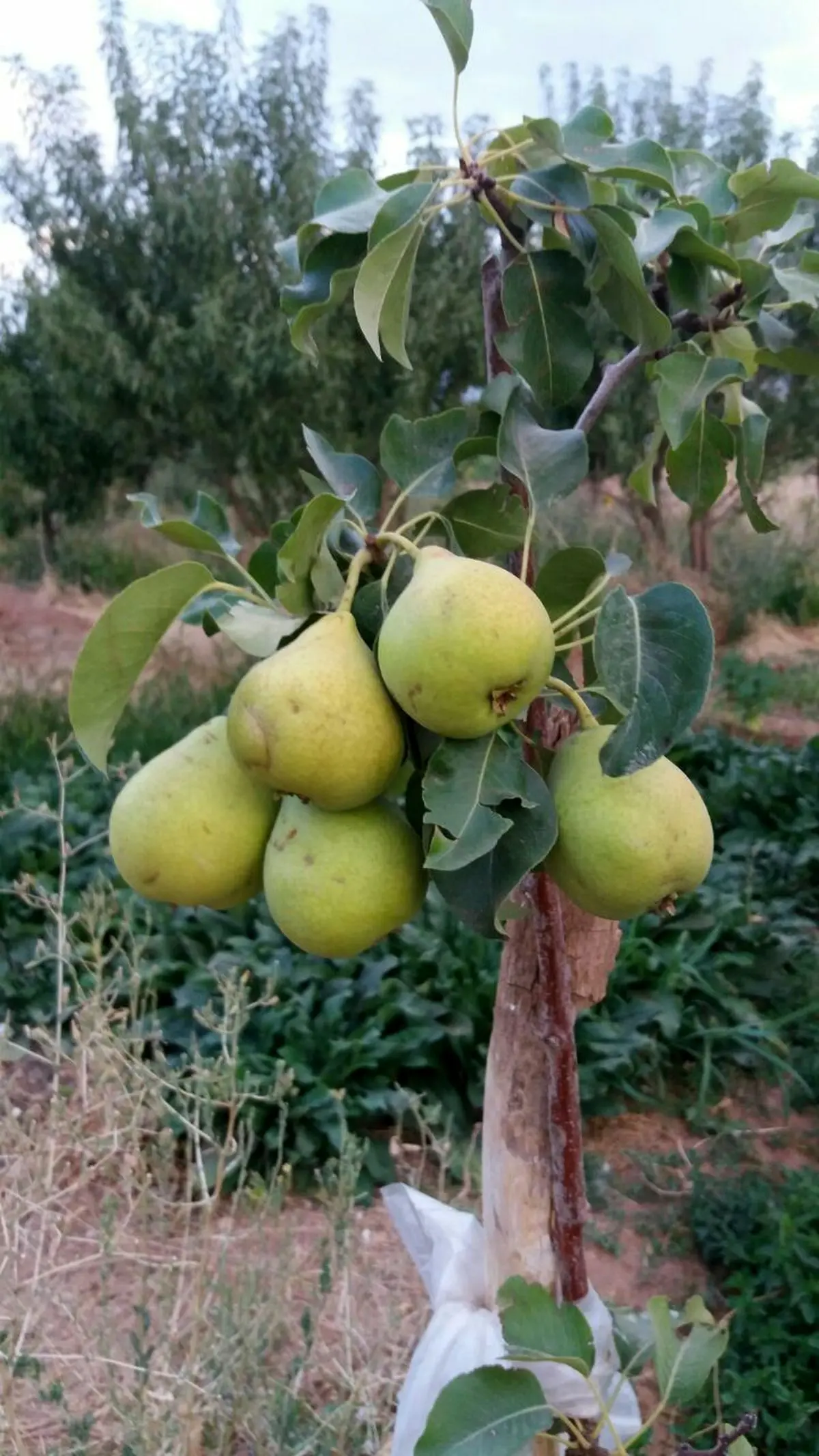 درختی که زود به بار نشست + تصویر