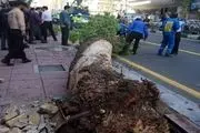 علت سقوط درخت در ولیعصر تهران