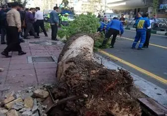 علت سقوط درخت در ولیعصر تهران