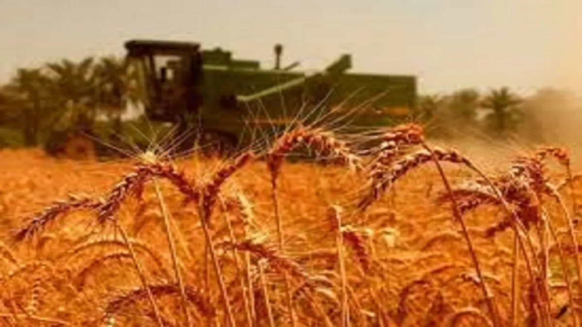
نرخ منطقی خرید تضمینی گندم 
