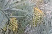آغاز برداشت انگور و انجیر دیم و آبی از زمین های شهرستان حاجی آباد+ تصاویر