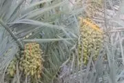 آغاز برداشت انگور و انجیر دیم و آبی از زمین های شهرستان حاجی آباد+ تصاویر
