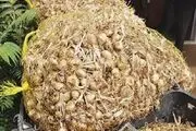 کشف دو تن پیاز زعفران قاچاق در فردوس