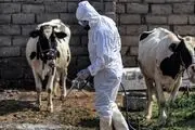 افزایش مبتلایان به تب کریمه کنگو در عراق