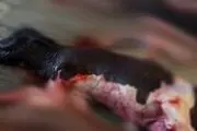 حجم کاری کشتارگاه توان معاینه گاو آبستن را نداد