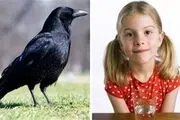 کلاغ‌هابه اندازه کودکان هفت ساله قابلیت اجرایی دارند