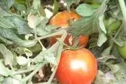حاصل دسترنج طارمی ها در جیب دلالان
