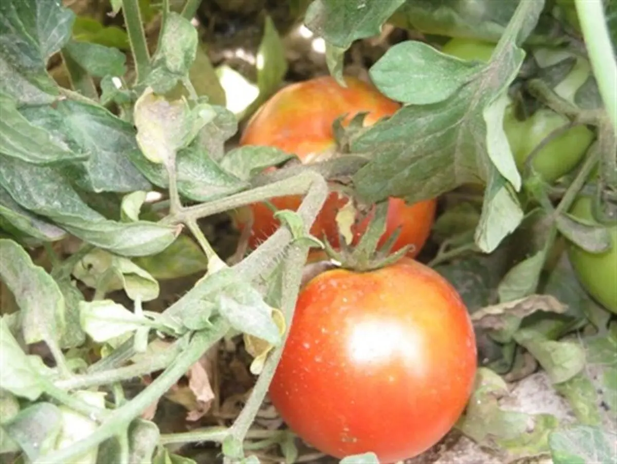 حاصل دسترنج طارمی ها در جیب دلالان