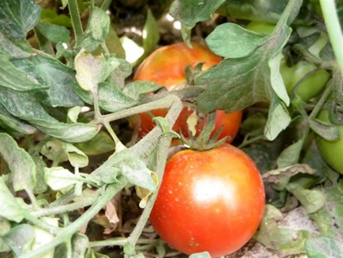 حاصل دسترنج طارمی ها در جیب دلالان