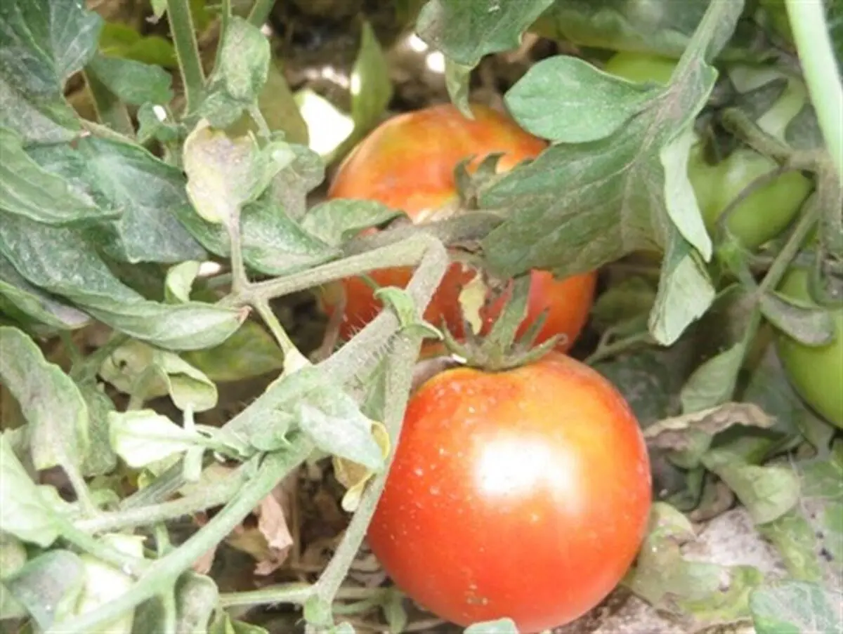 حاصل دسترنج طارمی ها در جیب دلالان