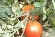 حاصل دسترنج طارمی ها در جیب دلالان