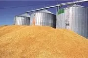 مطالبات گندم کاران کشور تا پایان مهرماه پرداخت می‌شود