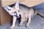 روباه در خیابان دولت