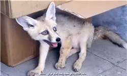 روباه در خیابان دولت