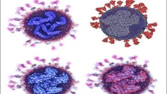 جدیدترین و دقیق‌ترین تصاویر از ویروس کرونا 