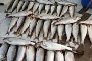 فروش ماهی ۵۱ میلیون تومانی  در شمال ایران+فیلم