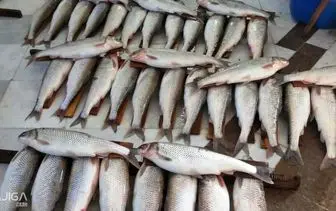 فروش ماهی ۵۱ میلیون تومانی  در شمال ایران+فیلم
