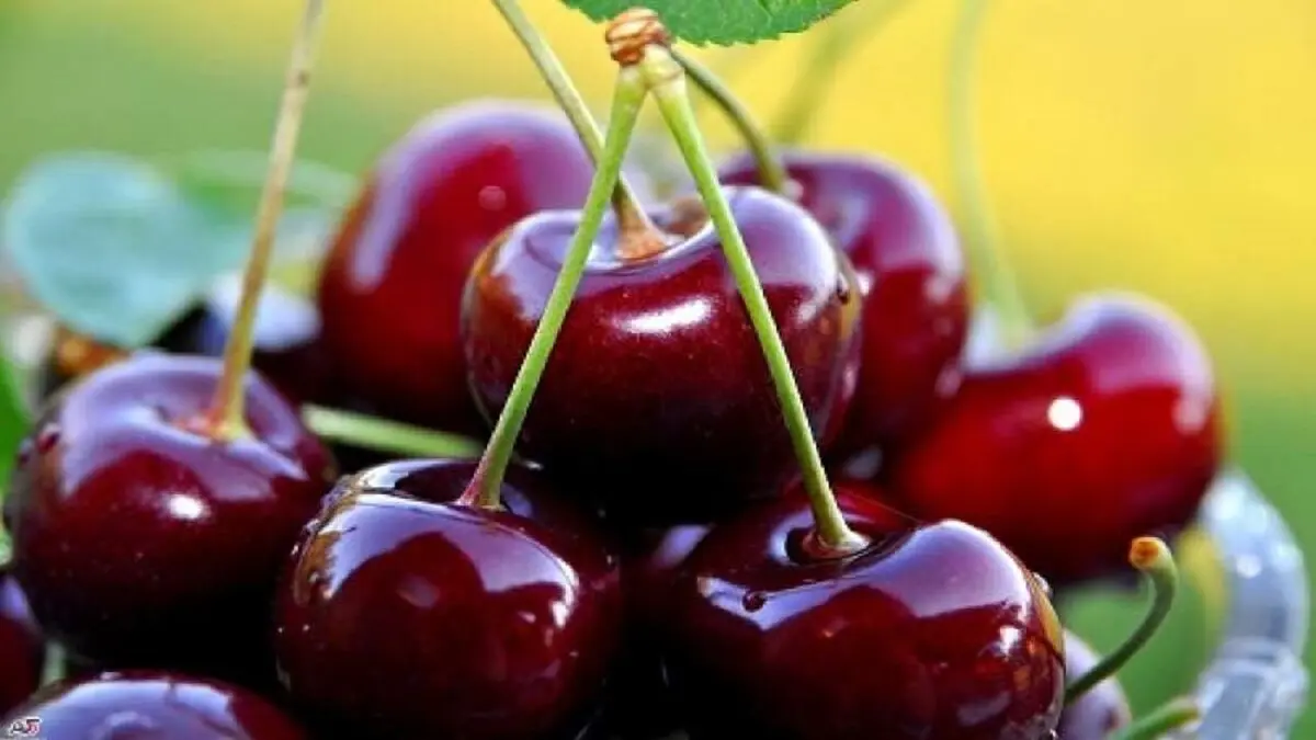 گیلاس به خواب آرام کمک می‌کند
