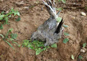 مسمومیت، علت مرگ پرندگان در ساری
