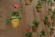 تصاویر زیبا از بهار در کوچه‌های آشتی‌کنان یزد
