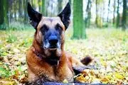 موفقیت طرح استفاده از سگ برای شناسایی کرونا در فرانسه

