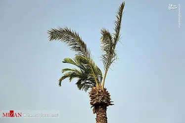 نخل