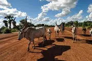 ازدواج اجباری دختران سودان جنوبی در ازای معاوضه با احشام+تصاویر