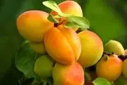 خواص شگفت انگیز هسته زردآلو