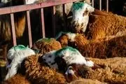 واکنش سازمان حج به ممنوعیت قربانی گوسفند در حج امسال
