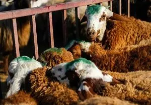 واکنش سازمان حج به ممنوعیت قربانی گوسفند در حج امسال
