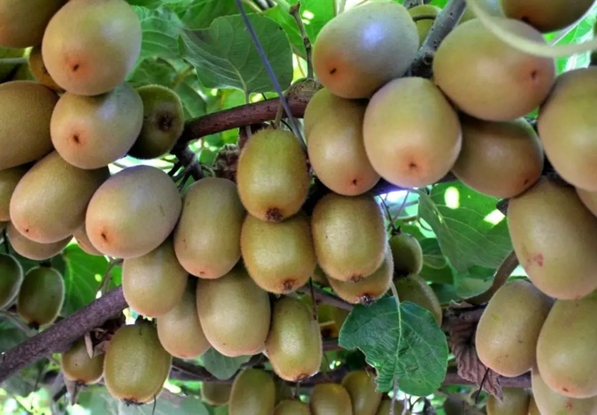 صادرات کیوی آزاد شد