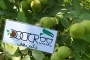 هر آنچه از نهال گردو چندلر، پربارترین نهال گردو پیوندی باید بدانید