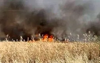 تروریست‌ها مزارع سوریه را آتش زدند