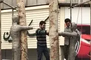 تعداد درختان خشک خیابان ولی عصر به۹۰۰ رسید