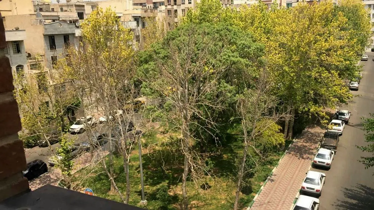 ماجرای قطع شبانه درختان میدان ۸ نارمک چه بود؟